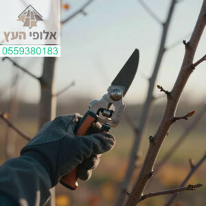 דילול ענפים מדויק לפני החורף הוא המפתח לעץ בריא וחזק יותר בעונה הבאה