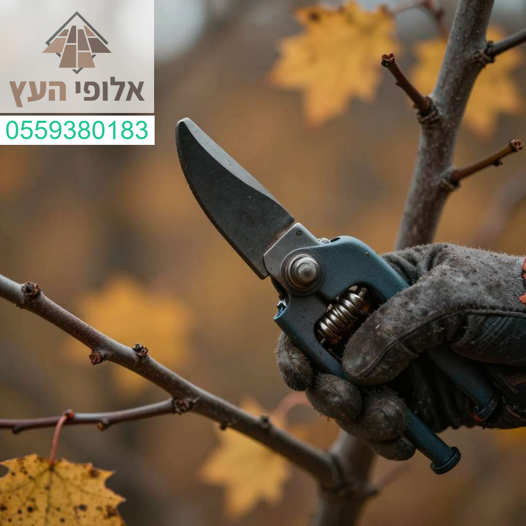 דילול ענפים מקצועי לקראת החורף להבטחת בריאות וחוזק העץ שלכם